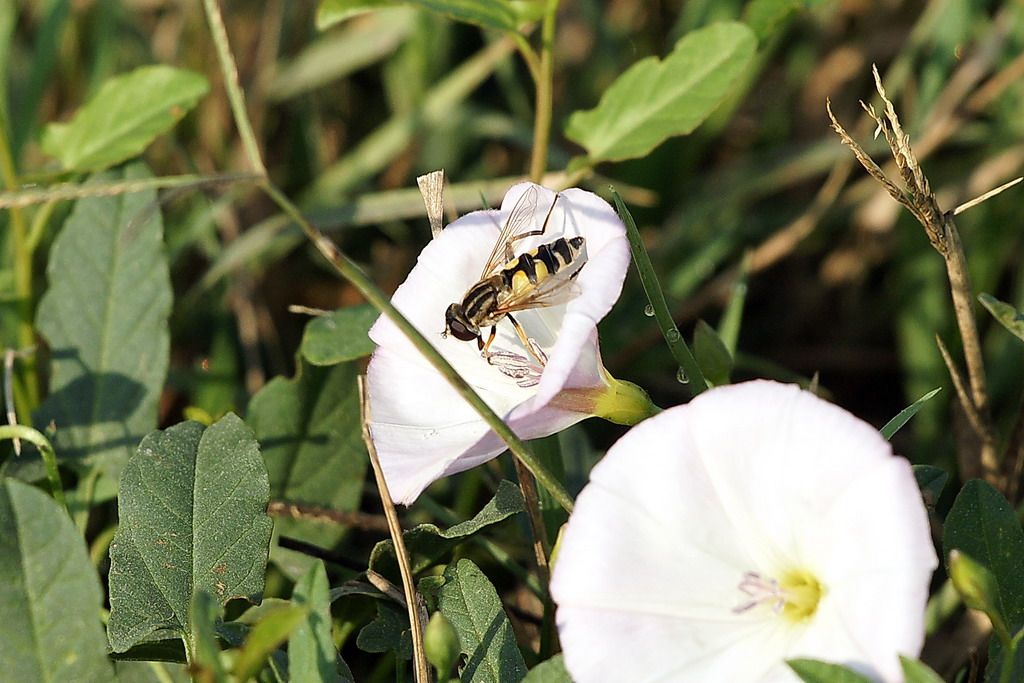 Syrphus ribesii ?